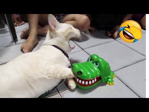 FUNNIEST Cat Moments and Couldn't STOP Laughing 🤣