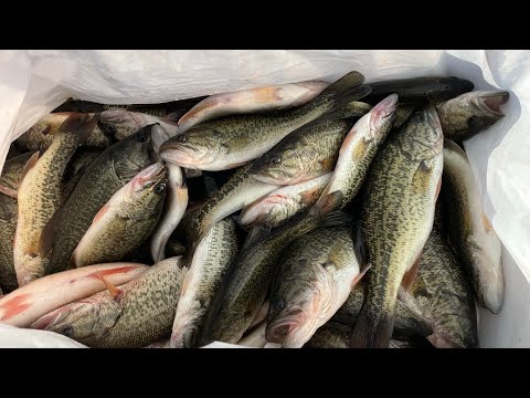 琵琶湖のバスを釣り尽くす！！