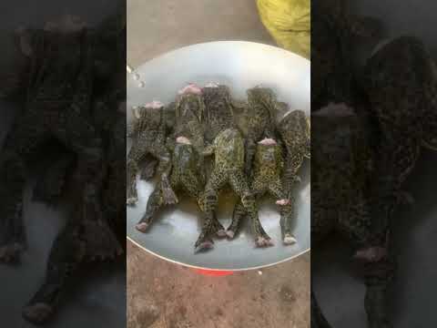 Natural frogs with delicious soup