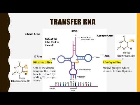 Transfer RNA (tRNA)