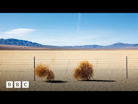 The truth about tumbleweed | BBC Global