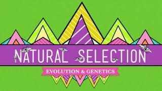 Natural Selection - Crash Course Biology #14