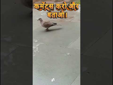 इस पक्षी का क्या नाम है? अगर जानते हो तो कमेंट्स करो और नाम बताओ #पक्षी #birdsworld #short