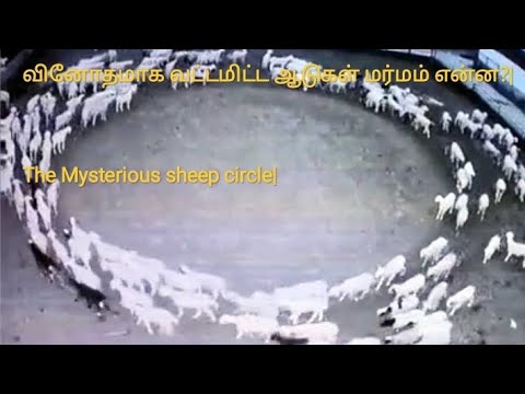 வினோதமாக வட்டமிட்ட ஆடுகள் மர்மம் என்ன?|The Mysterious sheep circle|Krishnaraaj informative.