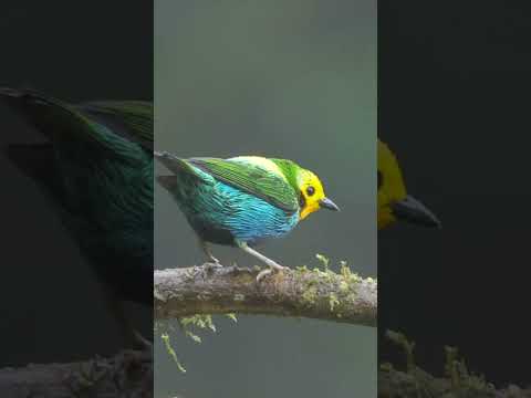 Multicolored Tanager #shorts