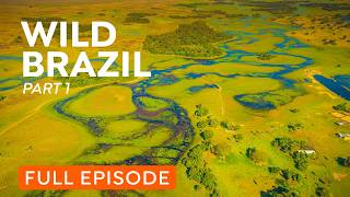 Full Documentary | Brazil's Atlantic Forest | Wildlife of Mata Atlântica