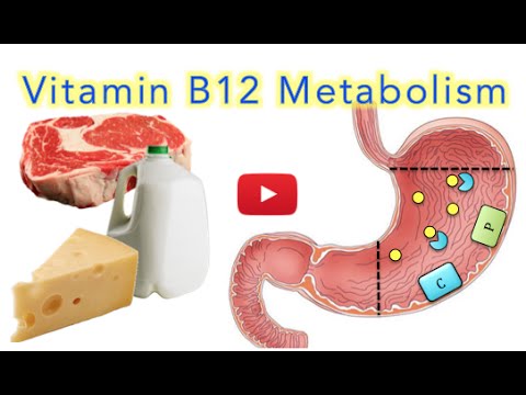 Vitamin B12 (Cobalamin)  Digestion and Absorption Explained (SUPER EASY)