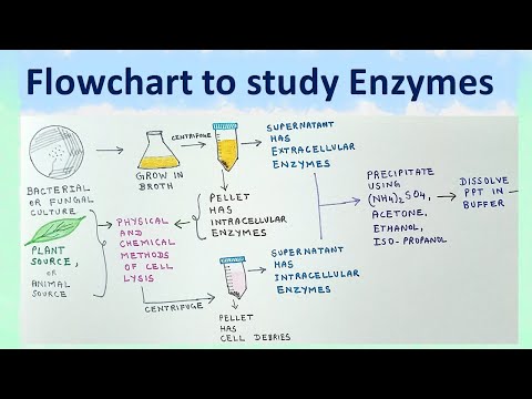 Flowchart to study enzymes