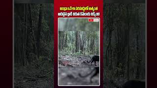 ఆంధ్రా ఒడిశా సరిహద్దులో అత్యంత అరుదైన బ్లాక్ చిరుత కెమెరాకు చిక్కింది!  ||#cmtoday #blackpanther