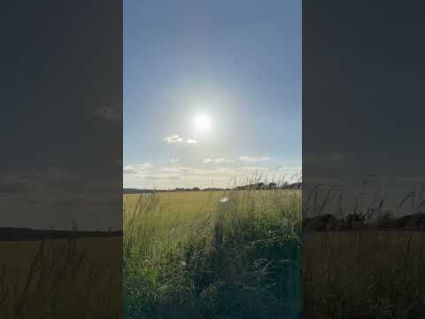 Somewhere in a field in Yorkshire  #yorkshire #field #sunshine #sunnyfield #wheatfields