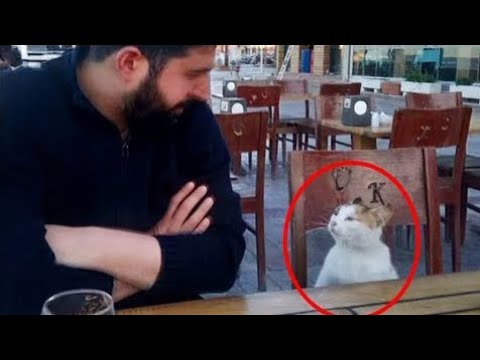 😆❤️_Funny_Dog_And_Cat_Videos_Best_Funny_Animal | Wait for end  🤣🤣🤣  | New Funny Videos 2025 Part 2