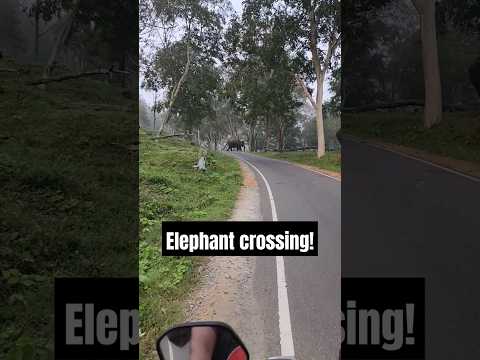 Wayanad Bandipur Masinagudi bike trip | മസിനഗുടിയിലേക്ക് ഒരു ബൈക്ക് യാത്ര #shortsviral #shortvideo