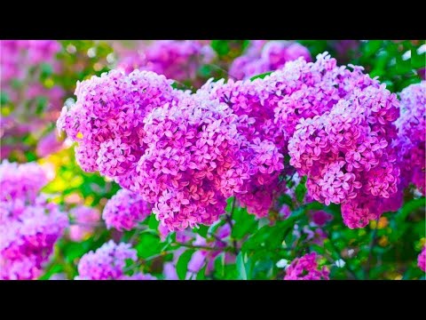 Beautiful Relaxing Hymns, Peaceful Instrumental Music, "Spring Lilac Morning Sunrise" by Tim Janis