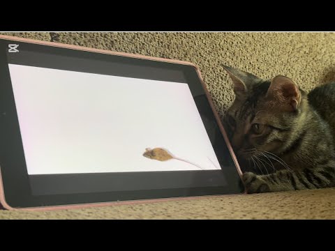 Kitten’s favourite game| he can spend hours playing| so relaxing that I have also started liking it