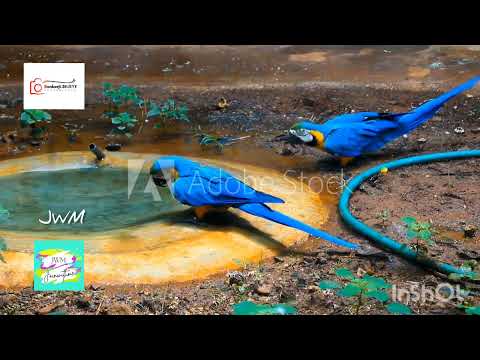 JWM 3RdEYE Photography 001 - Macaw bird - Vandalur zoo - Chennai Tamil Nadu  India - Video A. Sankar