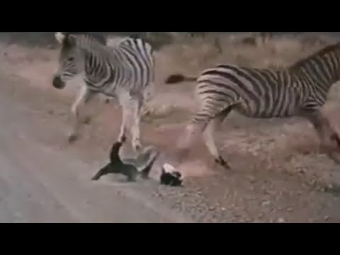 Honey Badger vs Zebras - Mother Honey Badger saves baby from Zebras