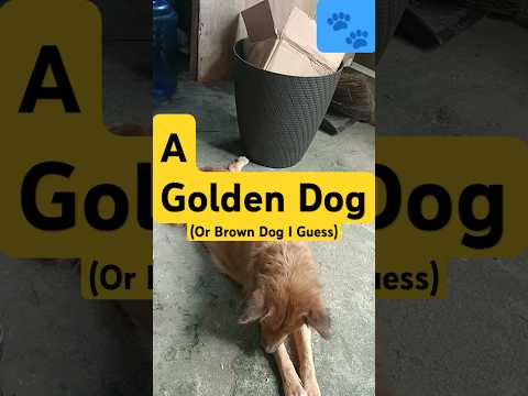 A golden dog (Or Brown Dog I Guess)