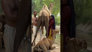 Camels in desert #villagelife #cholistan #traditional  village#india #viral