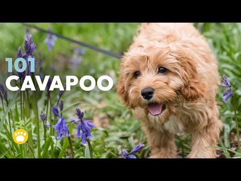 Cavapoo 101 - What to Know About This Adorable Breed