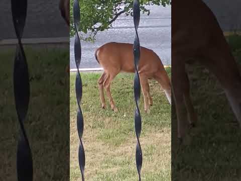 Afternoon Deer In The Village