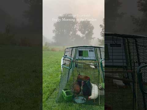 Dense Fog this September Morning | Thankful for our mini homestead ☀️🌻