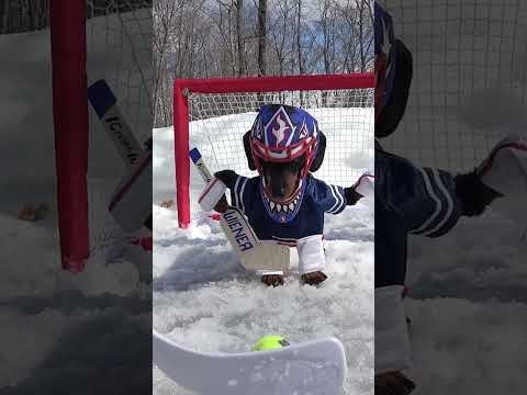 If dogs were hockey goalies..! 🥅🏒