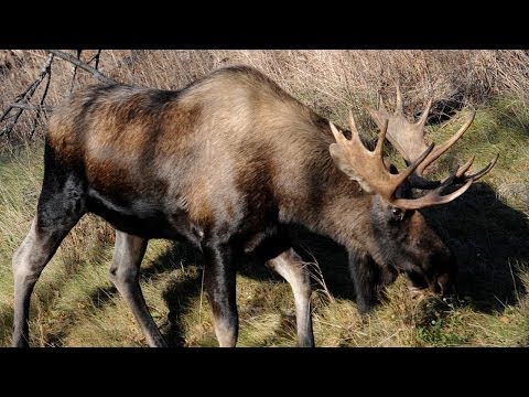 Bull moose browsing at Kincaid Park