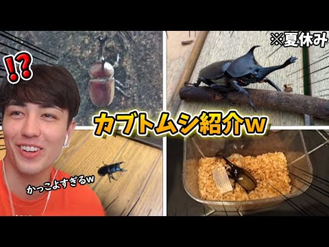 視聴者のカブトムシ紹介！ヘラクレスオオカブトとヒラタクワガタがかっこよすぎるWWWWW【フォートナイト/Fortnite】