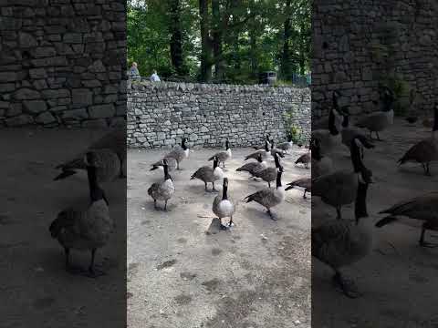 Canada Geese Keswick #geese #canadageese #wildlife