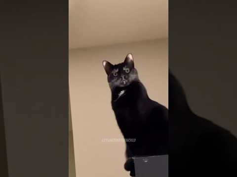 Watch These Cats Be Totally Ridiculous (in a Good Way)! 🐱🤪