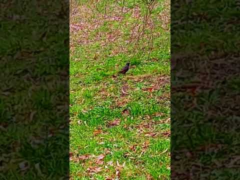 starling looks for food #spring #nature #starling