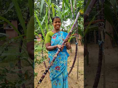 Fresh Sugarcane Eating #shorts