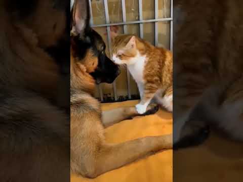 try Not To Laugh Cats And Dogs 🤣 funniest Animal Videos 🤣 #funny #funnyvideo #shorts #cat