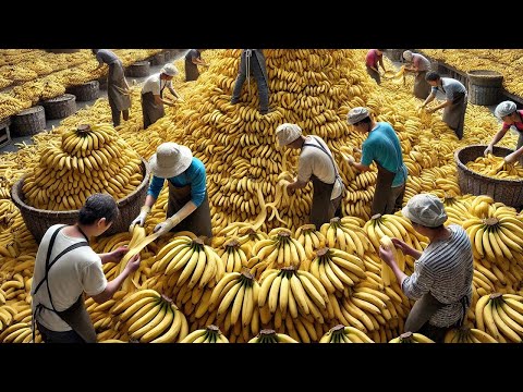 How Farmers Harvest And Process Millions Of Tons Of Pineapples, Bananas And Palm Sugar