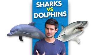 Why are Sharks Afraid of Dolphins?