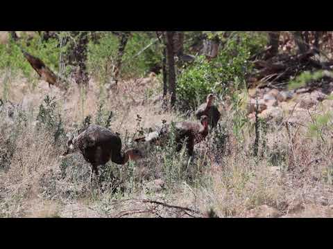 Here they come Turkeys on Mothers Day in Turkey Creek