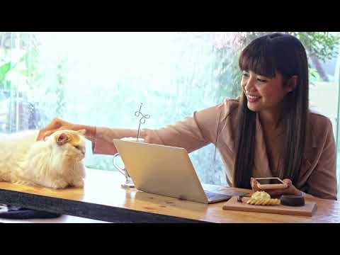 Cat using laptop! Business Cat