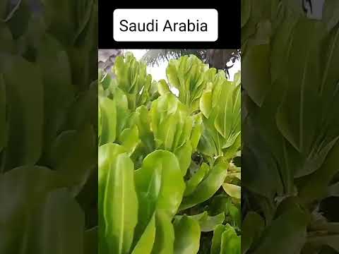 Wonderful Saudi Arabia 🌹 #ismailvlogger #firstvideo #saudiarabia #trendingshorts