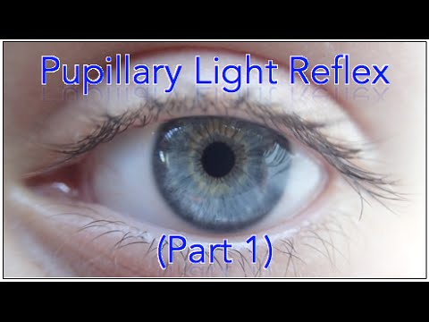 Pupillary light reflex pathway - Part 1 (Including Sample Questions)