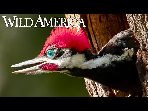 Wild America | S2 E6 A Nest Is Best | Full Episode HD