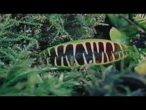 Insect Eater Plant Nature Documentary