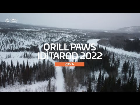 Iditarod Highlights | DAY 4 | QRILLPAWS 2022