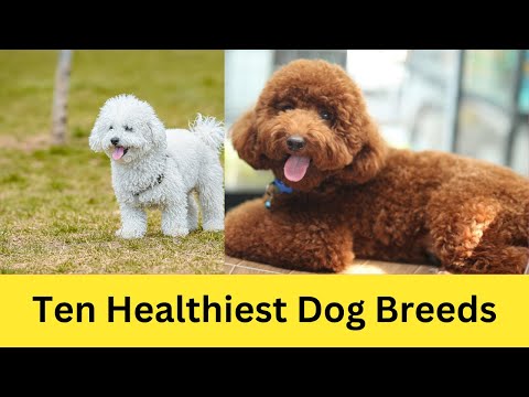 10 Healthiest Dog Breeds With the Least Health Issues