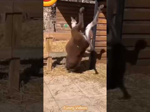 Funny video: animals funny #shorts #funny #funnyanimals