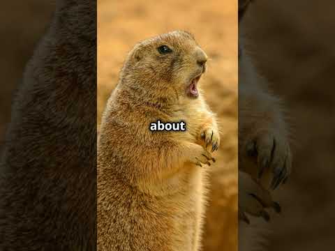 Groundhog Day! Surprising Facts Revealed! #GroundhogDay #PunxsutawneyPhil #ShadowOrNoShadow