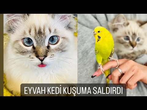 EYVAH EYVAH KEDİ KUŞUMA TAKTI