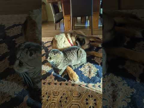 Cat Likes the Sun, Dog Likes the Shade #cute #adorable #pets