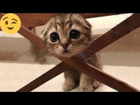 08 minutes of adorable 🥰cats and kittens videos to keep you smiling 💕😅