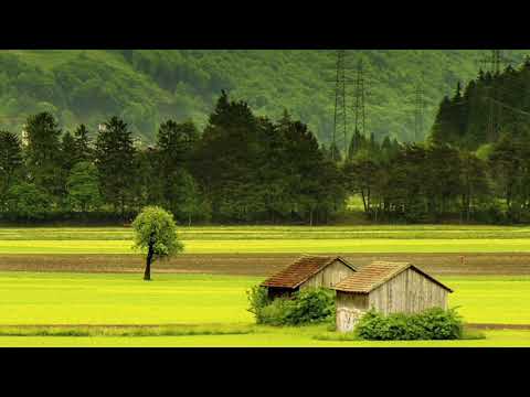 Soothing relaxation nature music | Forest sound| fast asleep 😴