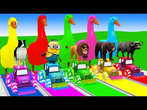 5 Giant Duck Cartoon,Cow,Elephant,Tiger,Lion,Dinosaur,Paint Wild Animals Crossing Fountain Animation